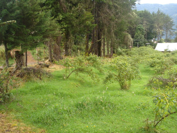 Terrenos en La Trinidad de Copey de Dota  sobre el kilómetro 62 de la Carretera Interamericana Sur - Image 5