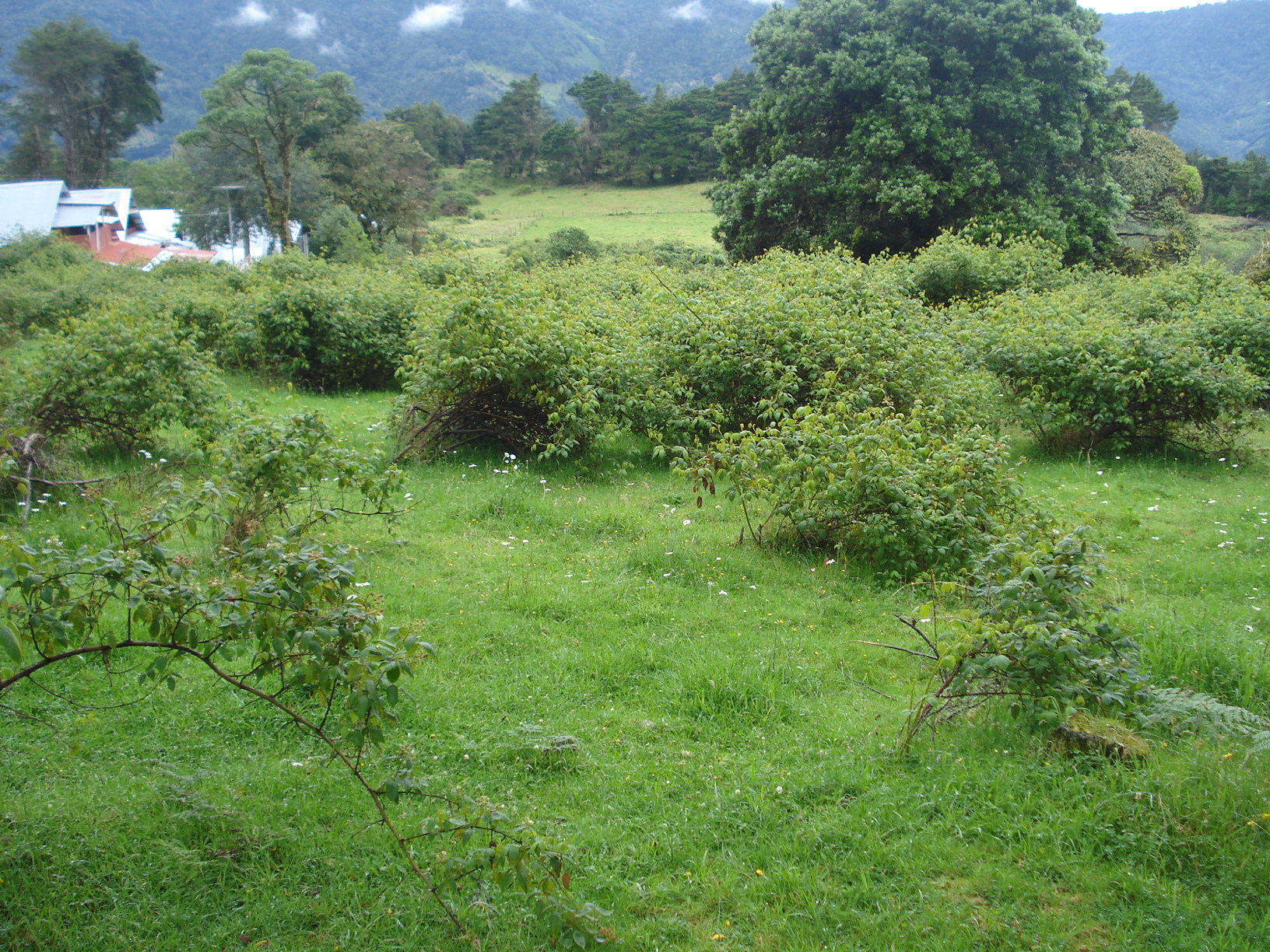 Terrenos en La Trinidad de Copey de Dota  sobre el kilómetro 62 de la Carretera Interamericana Sur